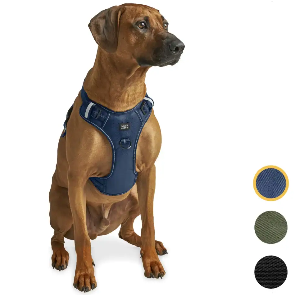 jake&jacky hondentuigjes blauw hoofd l (1)