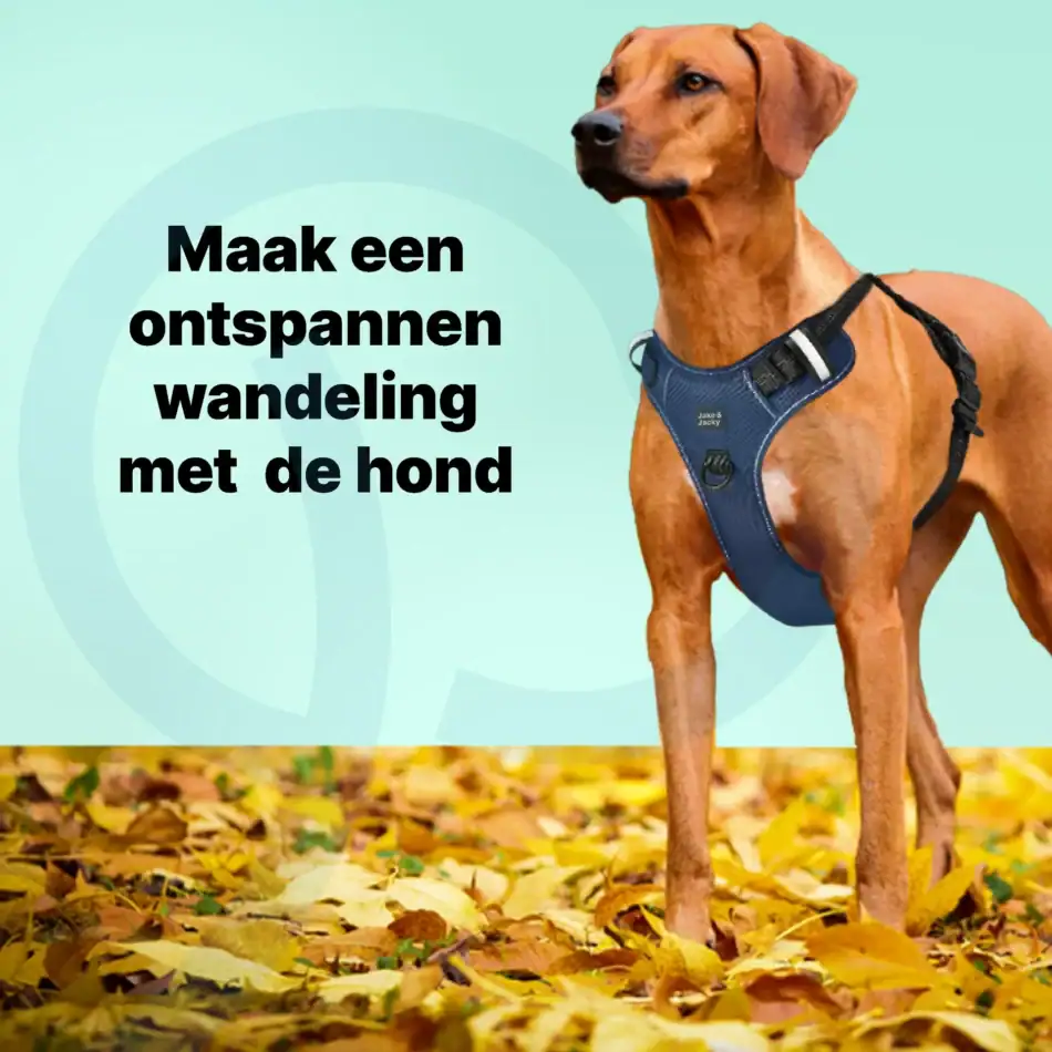 jakejacky hondentuigjes blauw l4 blauw