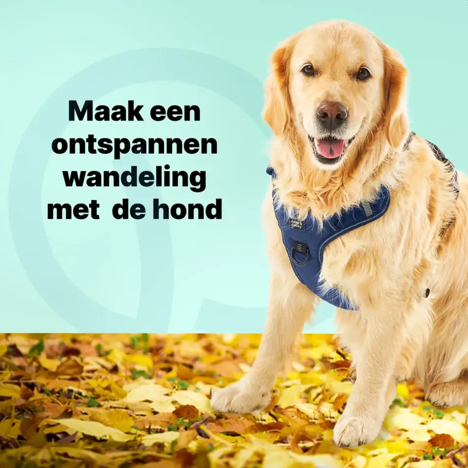 jakejacky hondentuigjes blauw xl4 blauw