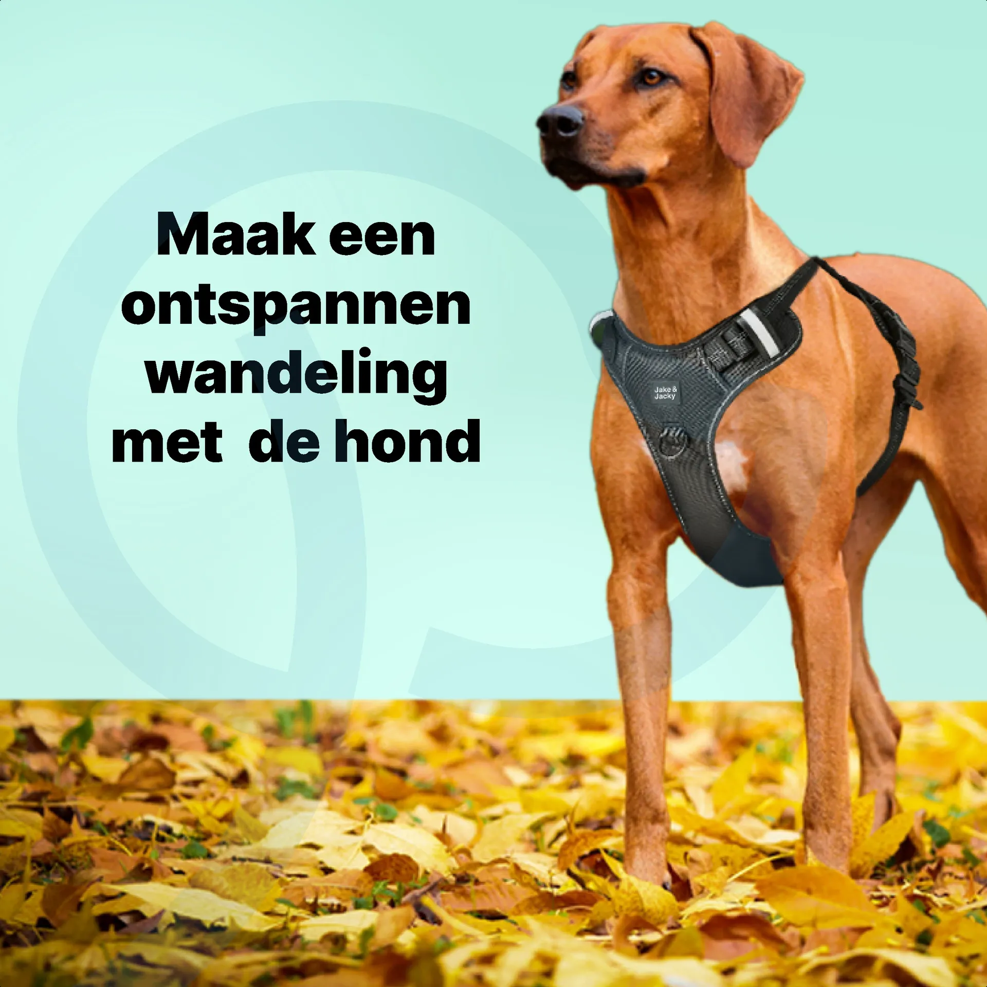 jakejacky hondentuigjes maat l4 zwart