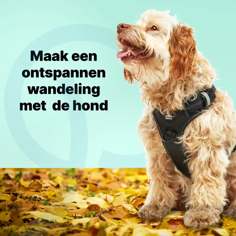 jakejacky hondentuigjes maat m4 zwart