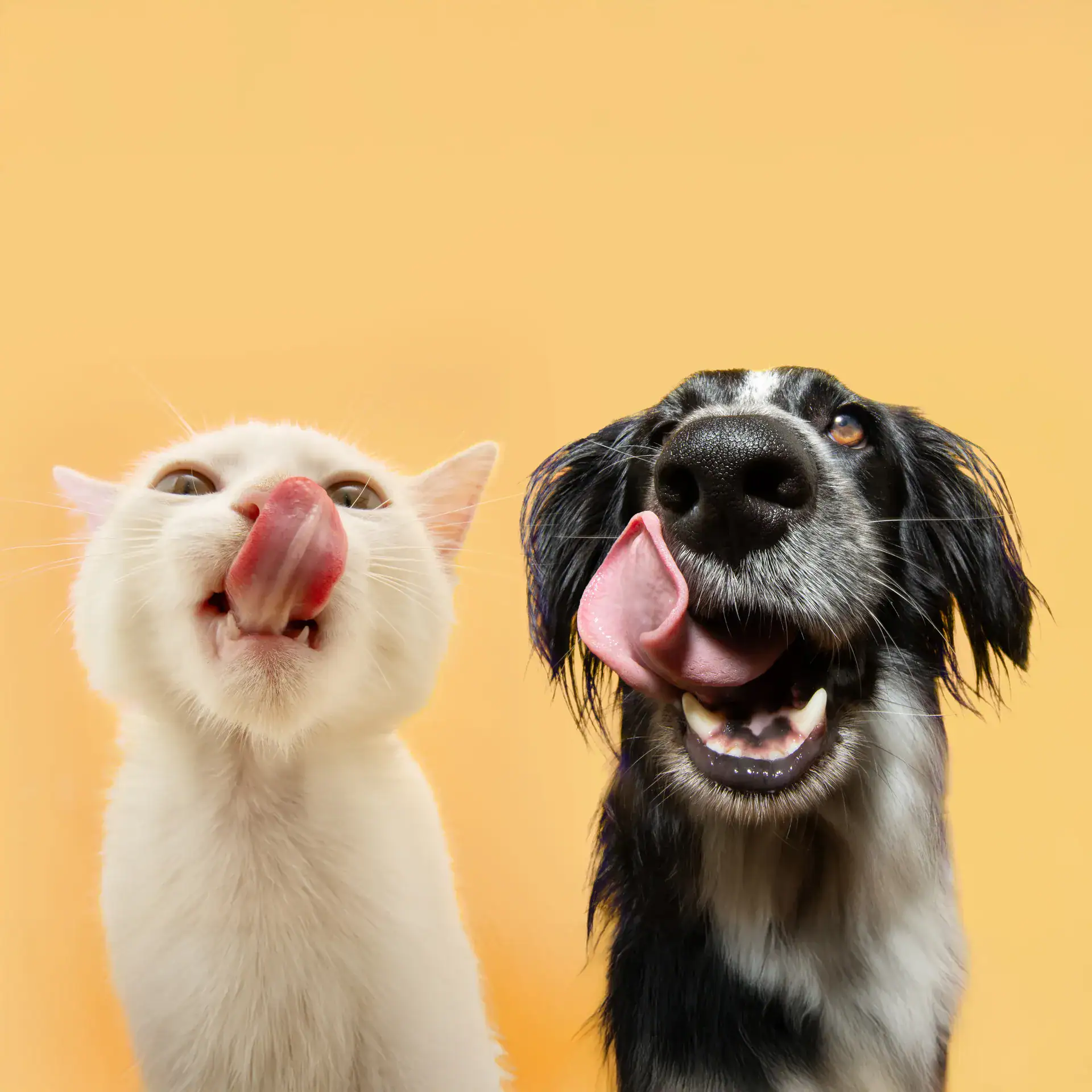 jake and jacky voerbakken 1 1
